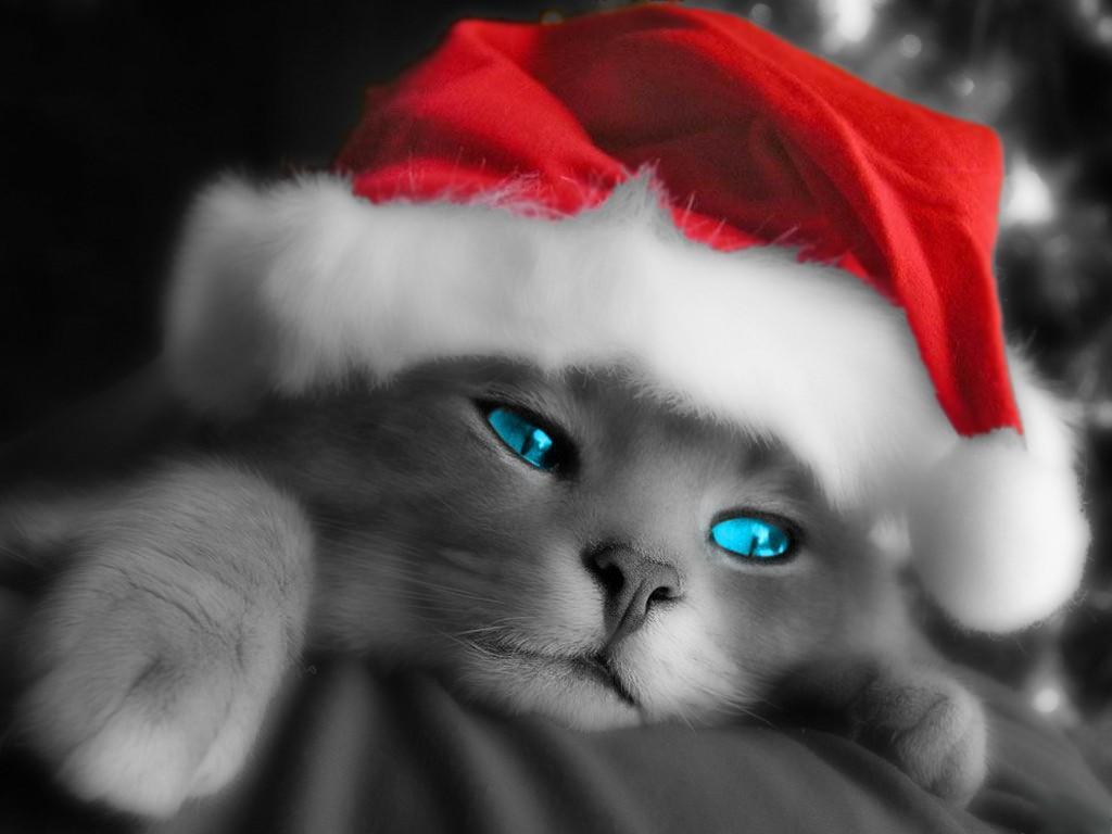 christmas-cat